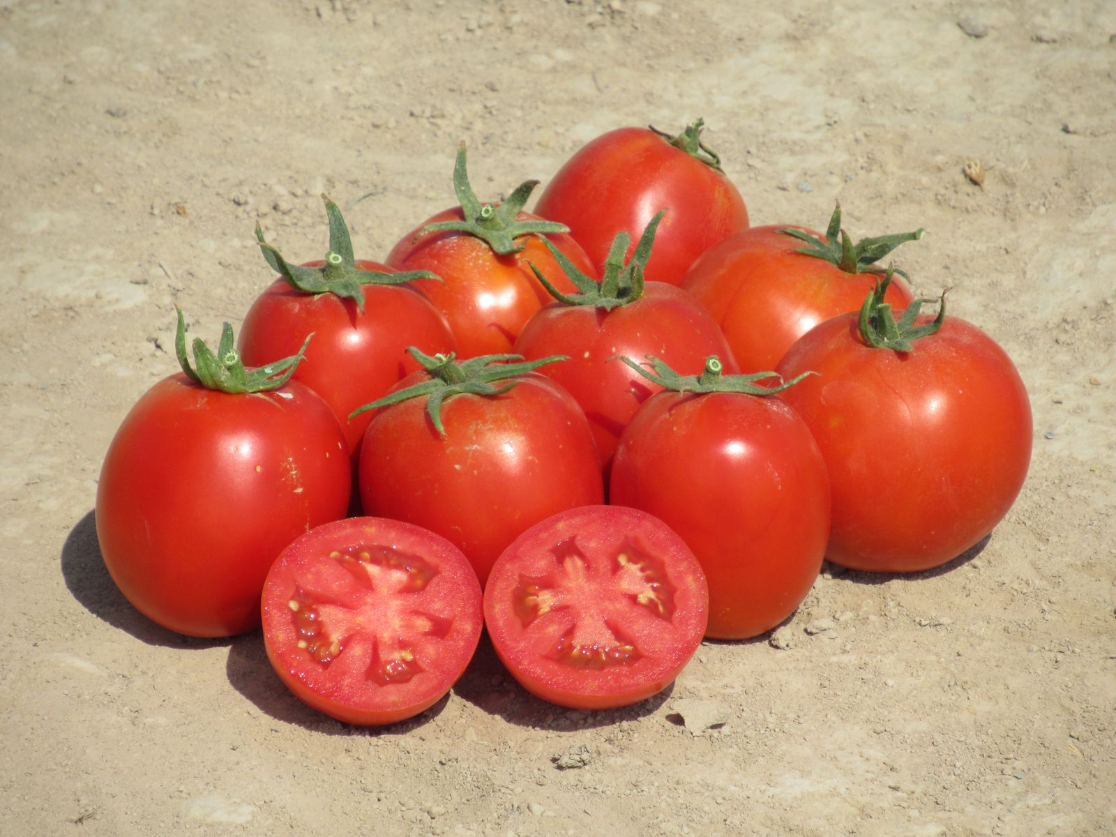 CLX 38122 F1 - Dual Purpose Determinate Tomato - MENA - HM.CLAUSE 