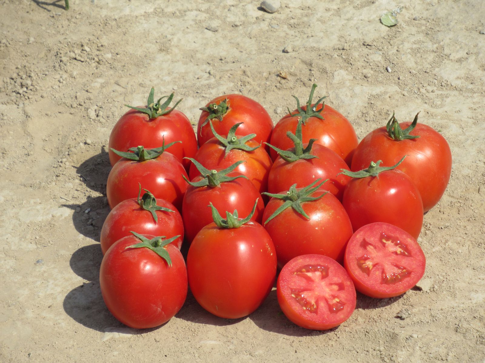 CLX 38122 F1 - Dual Purpose Determinate Tomato - MENA - HM 