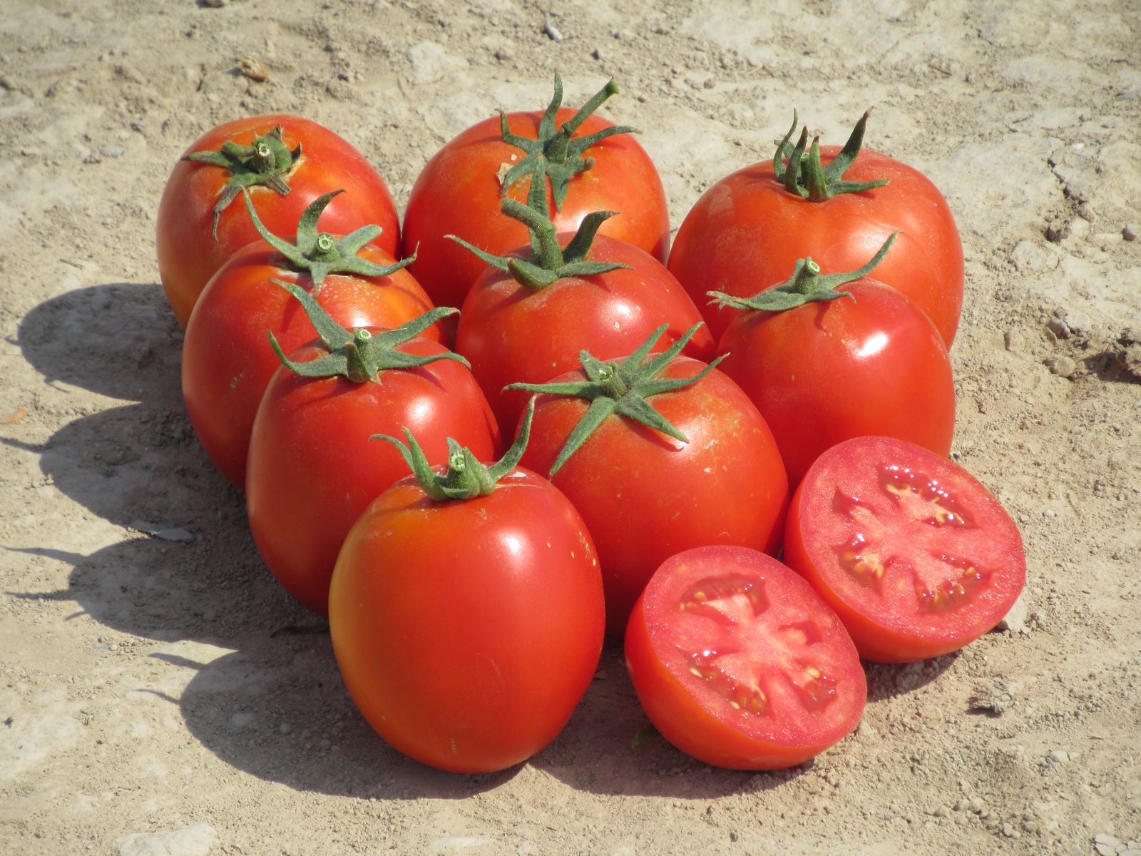 CLX 38122 F1 - Dual Purpose Determinate Tomato - MENA - HM.CLAUSE 